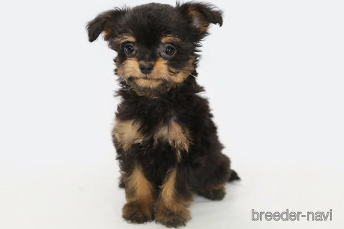 成約済の神奈川県のチワプー:チワワ×トイプードル-312288